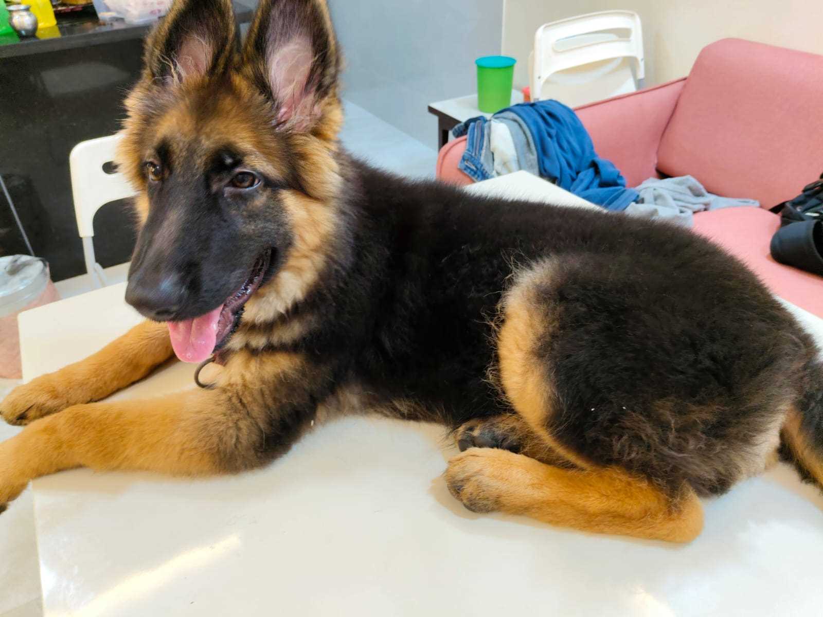 German Shepherd For Sale In Mumbai