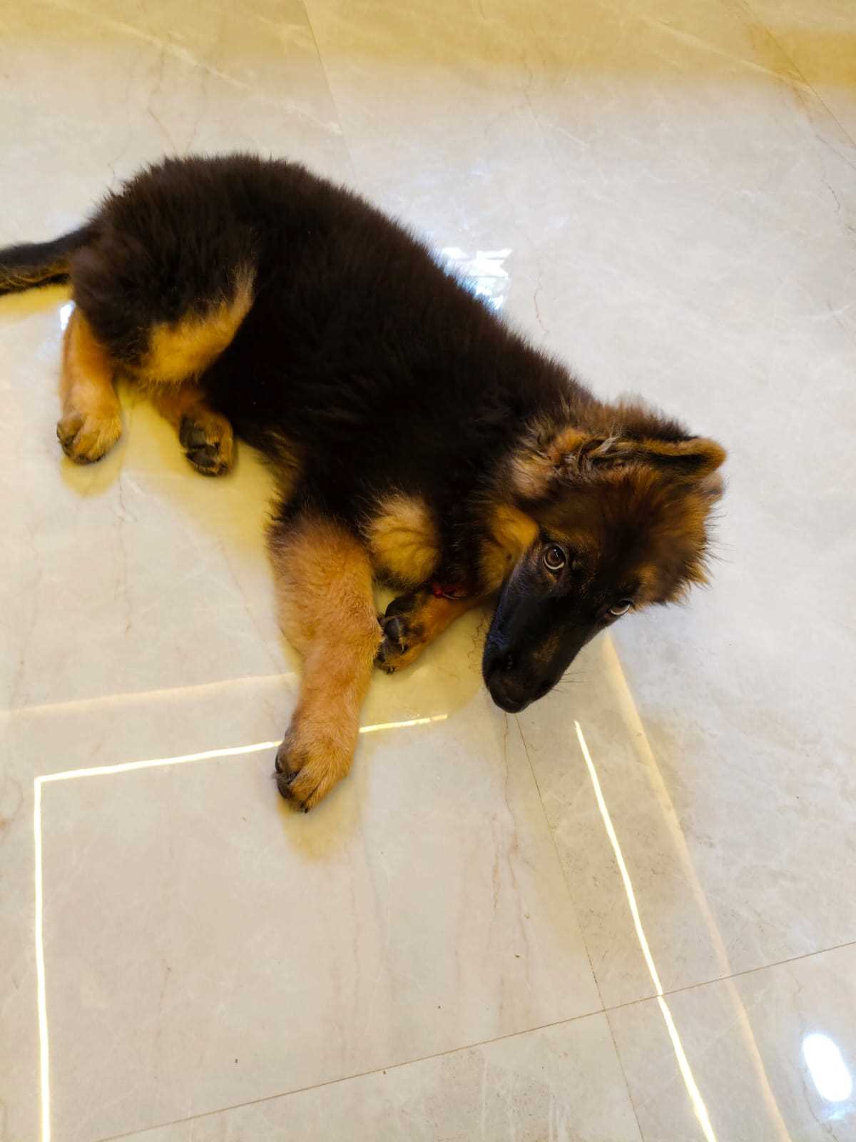 German Shepherd For Sale In Jaipur