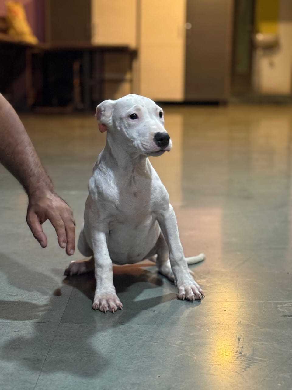 Mr n Mrs Pet