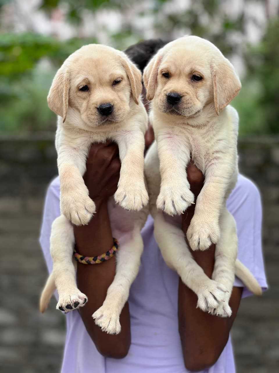 Labrador Retriever For Sale In Ahmedabad