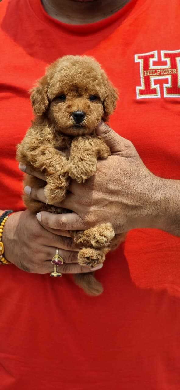 Poodle For Sale In Chennai