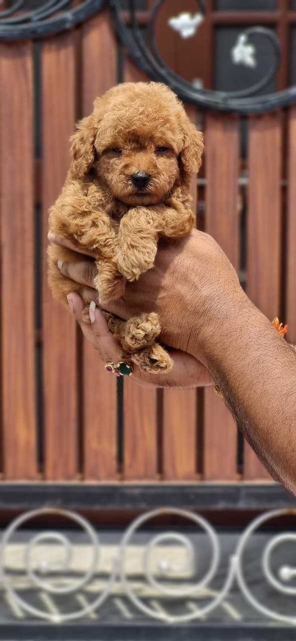 Poodle For Sale In Bangalore