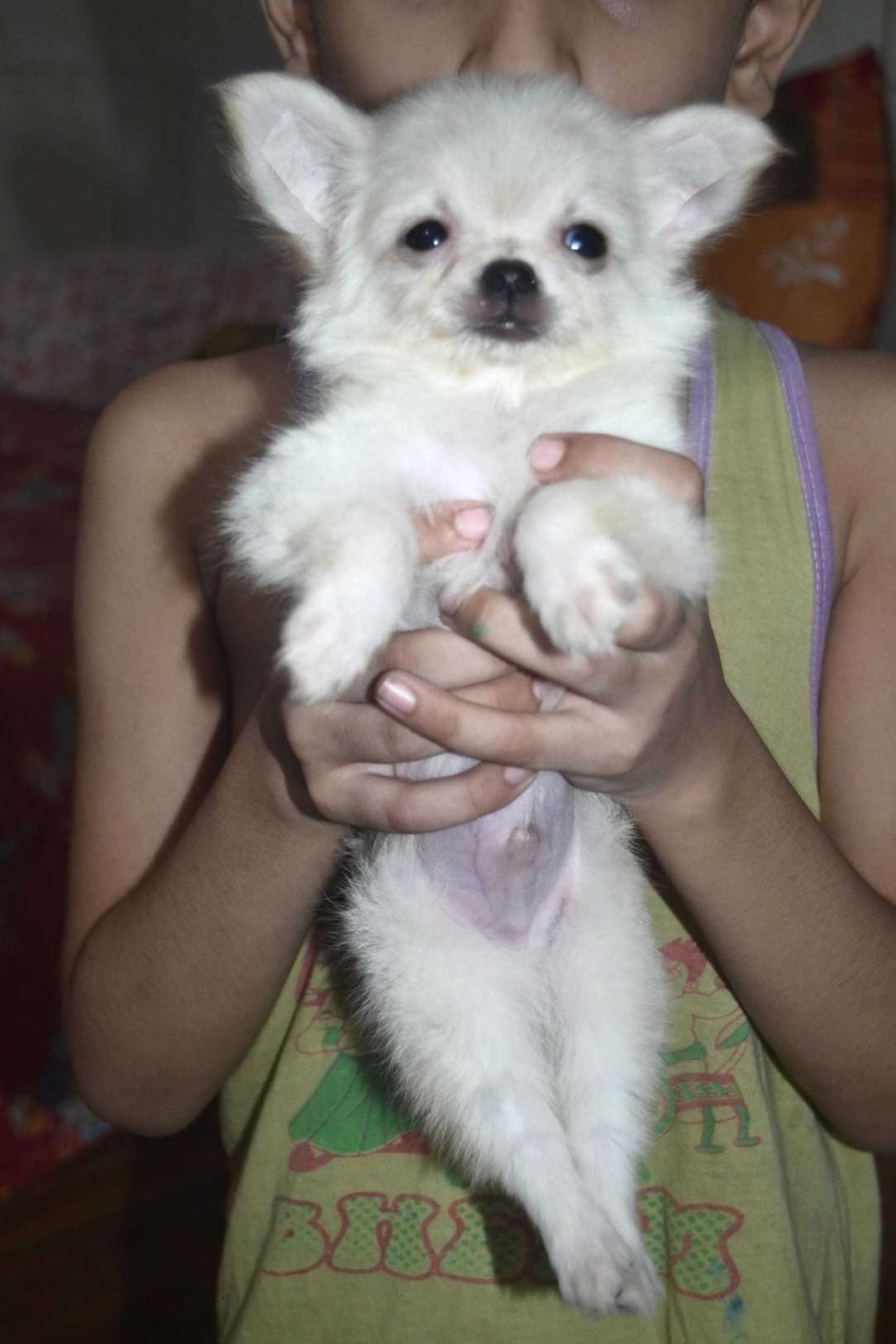 Chihuahua For Sale In Delhi