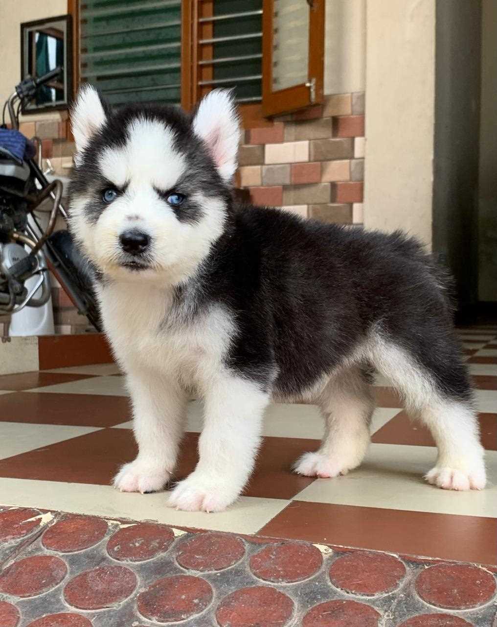 Siberian Husky For Sale In Mumbai