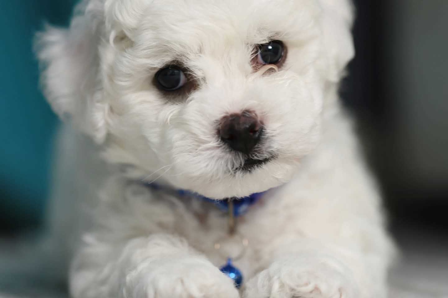 Bichon Frise For Sale In Mumbai