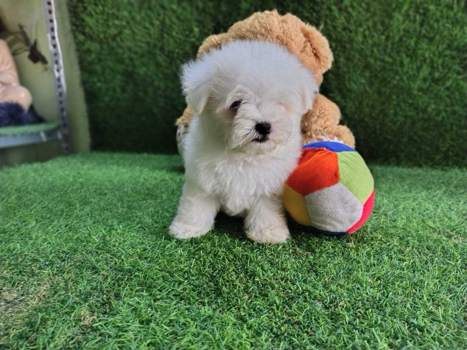 Maltese For Sale In Bangalore