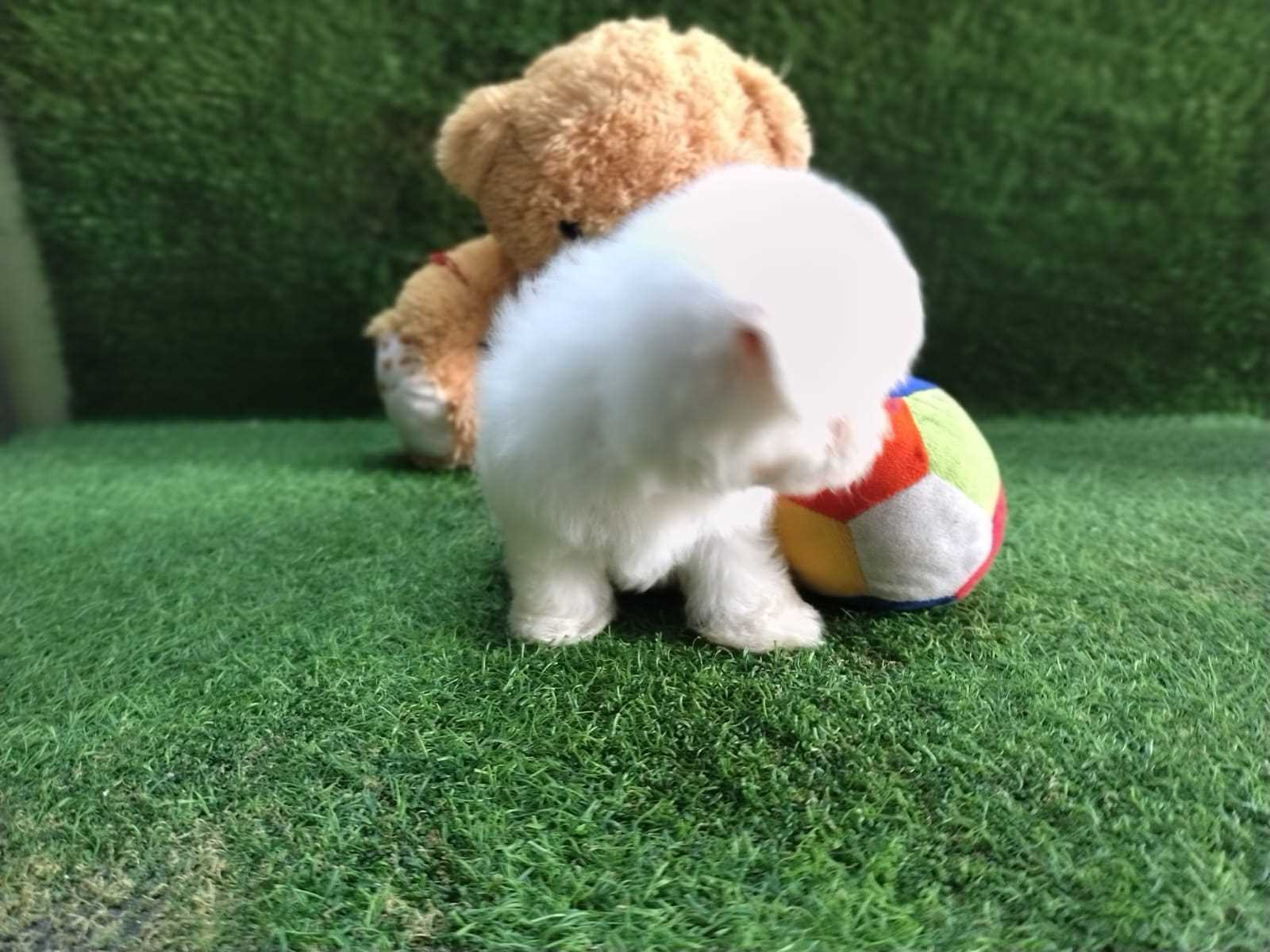 Maltese For Sale In Bangalore