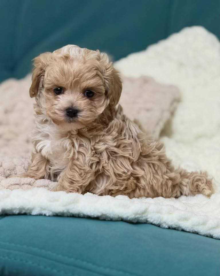 Basic Quality Maltipoo