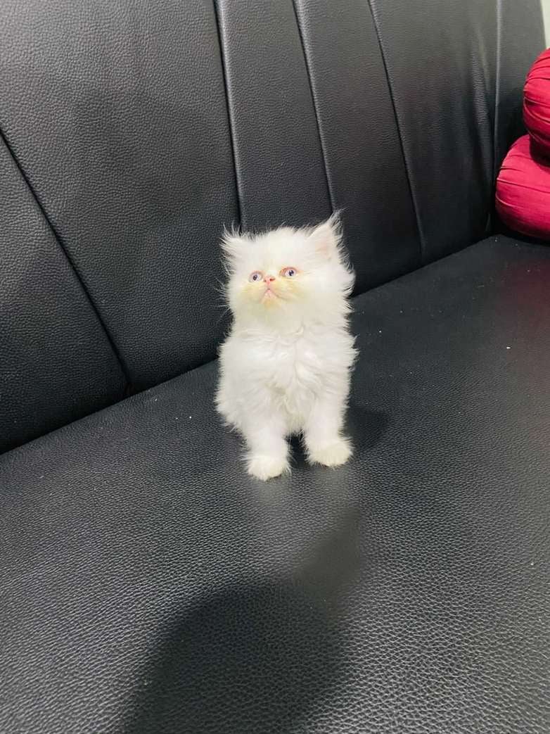 Persian For Sale In Delhi