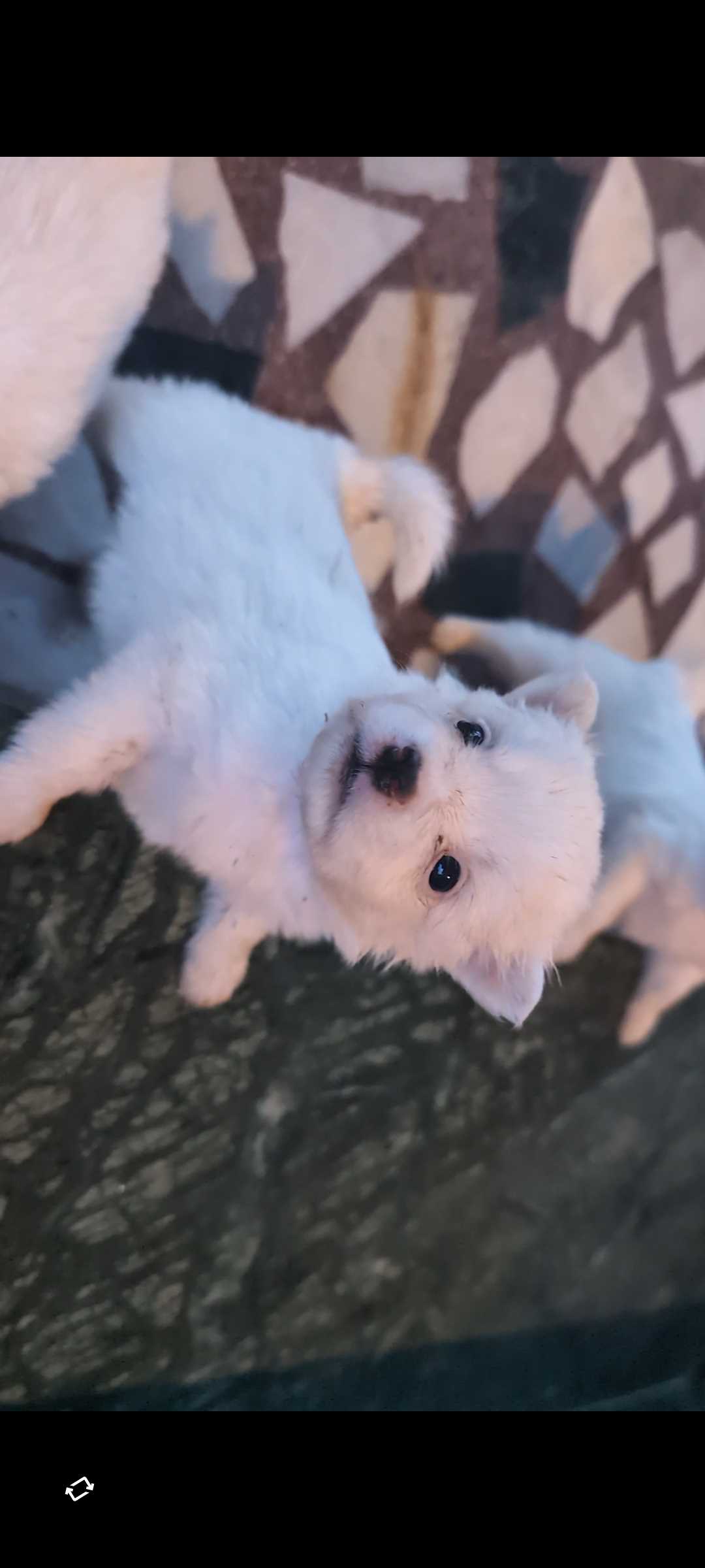 Indian Spitz For Sale In Salem