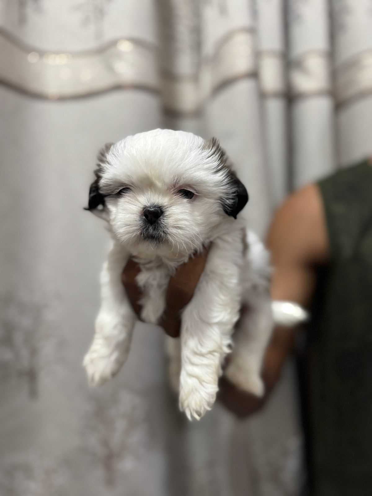 Shih Tzu For Sale In Hyderabad