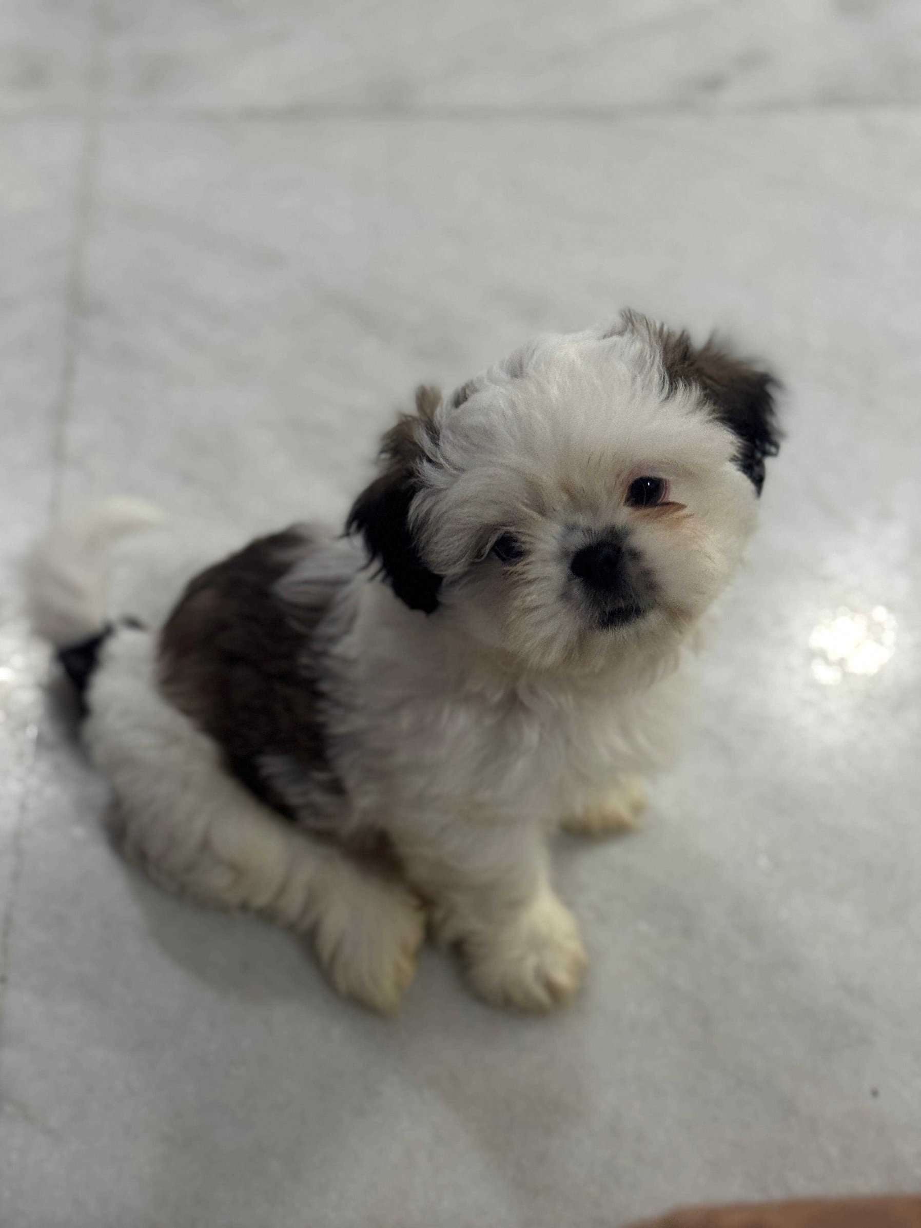 Shih Tzu For Sale In Hyderabad