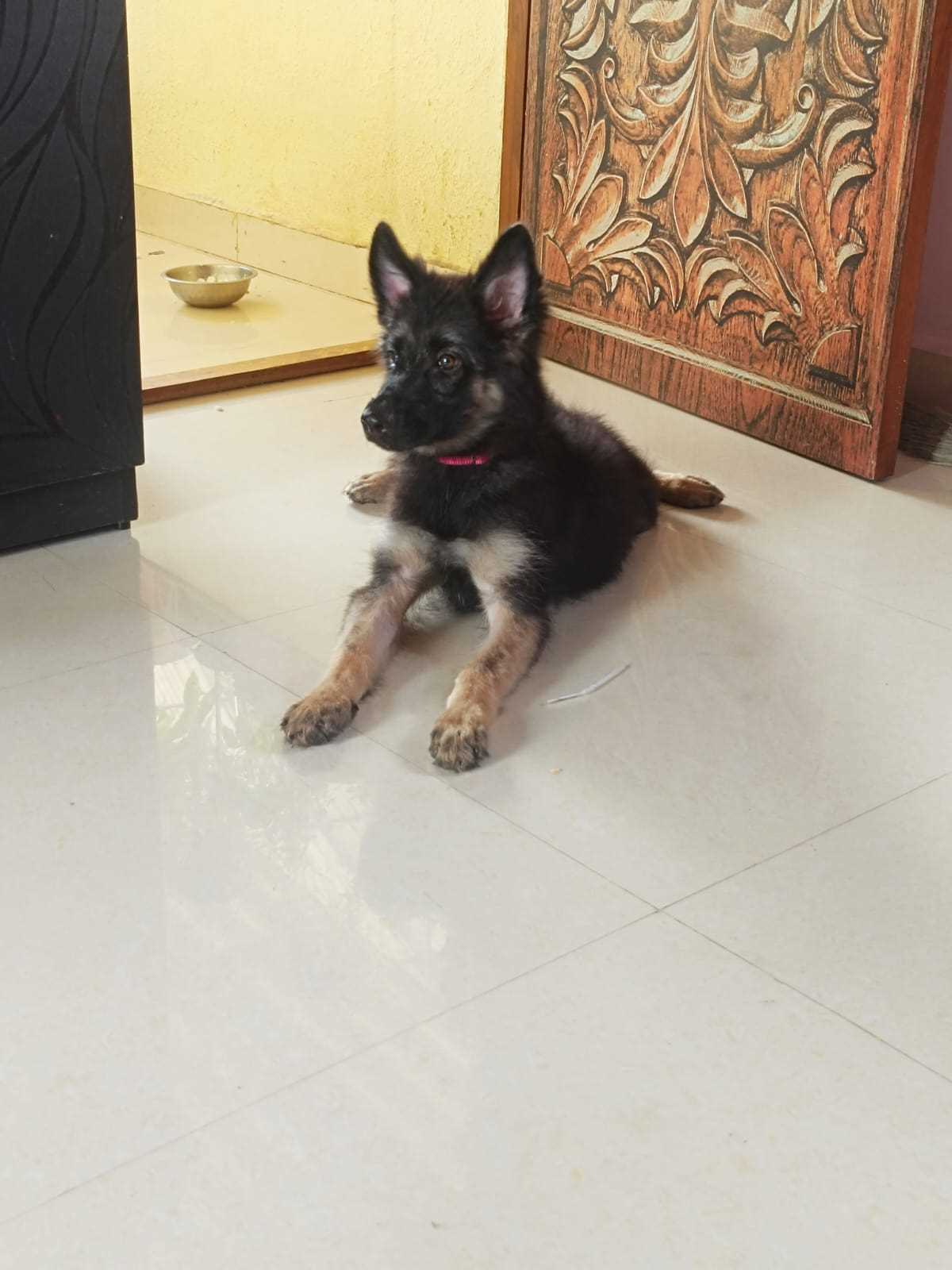 German Shepherd For Sale In Mumbai