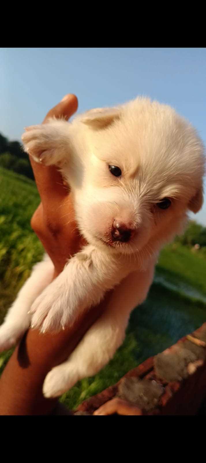 Indian Spitz For Sale In Darbhanga