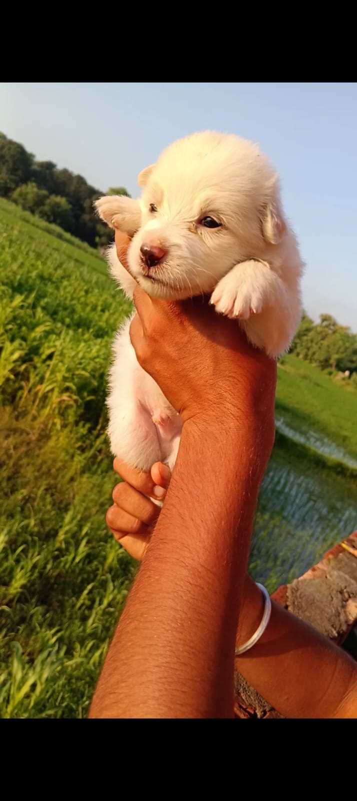 Indian Spitz For Sale In Darbhanga