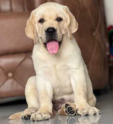 Labrador Retriever For Sale In Dehradun