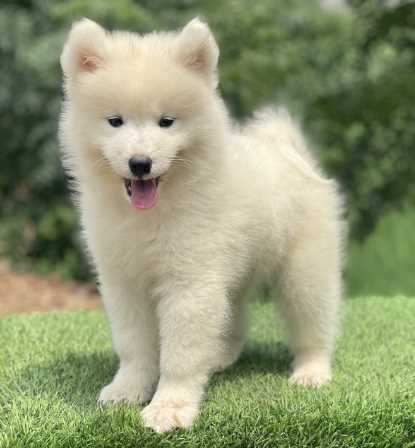 Samoyed For Sale In Bangalore