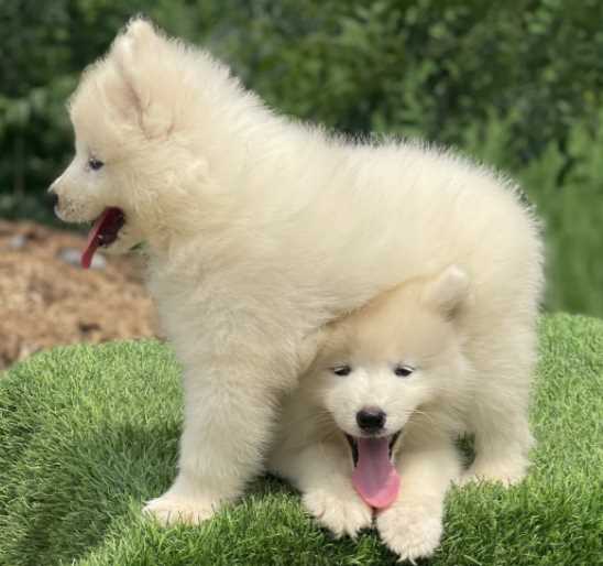 Mr n Mrs Pet