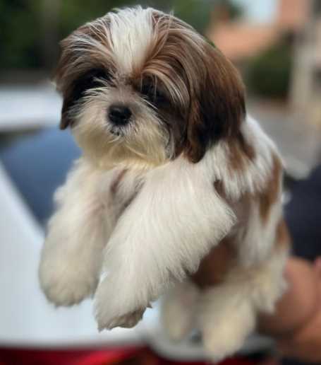 Shih Tzu For Sale In Bhubaneswar