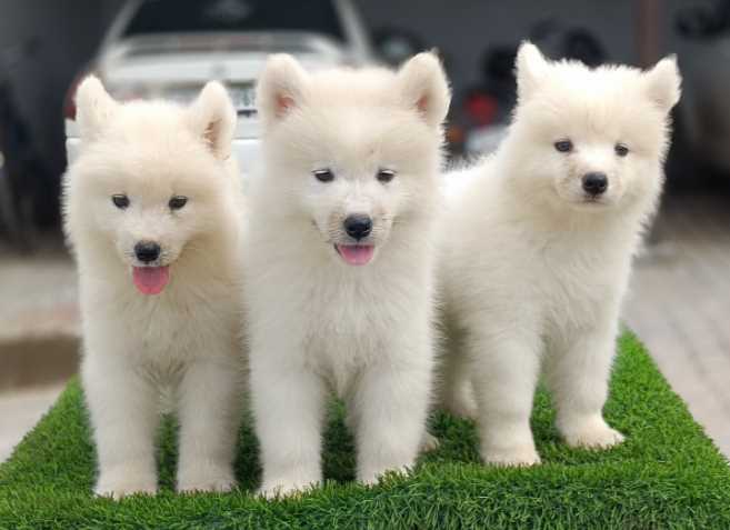 Samoyed For Sale In Bangalore