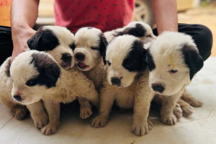 Saint Bernard For Sale In Bhubaneswar