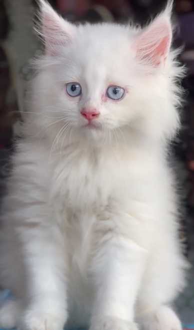 Persian For Sale In Muzaffarnagar