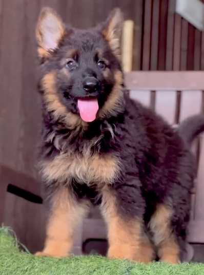 Golden Shepherd For Sale In Thiruvananthapuram