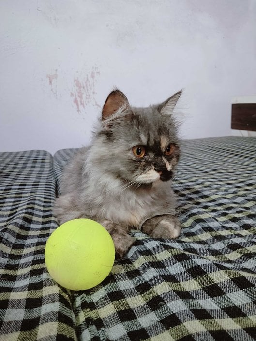 Mr n Mrs Pet