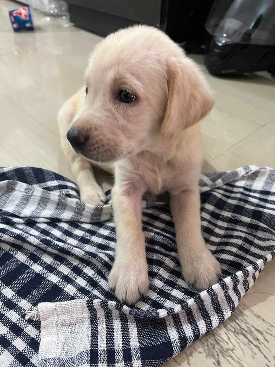 Labrador Retriever For Sale In Pune