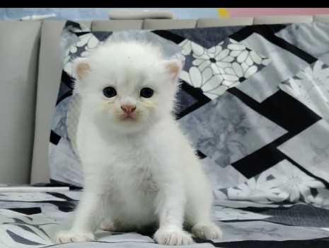 Persian For Sale In Surat