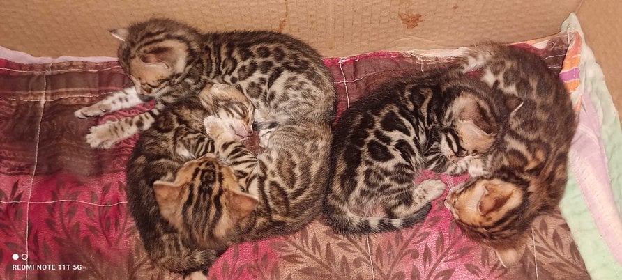 Bengal For Sale In Belgaum