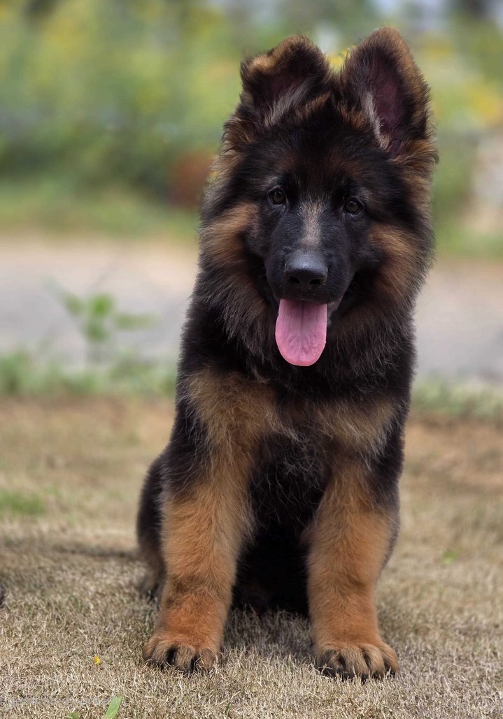 German Shepherd For Sale In Delhi