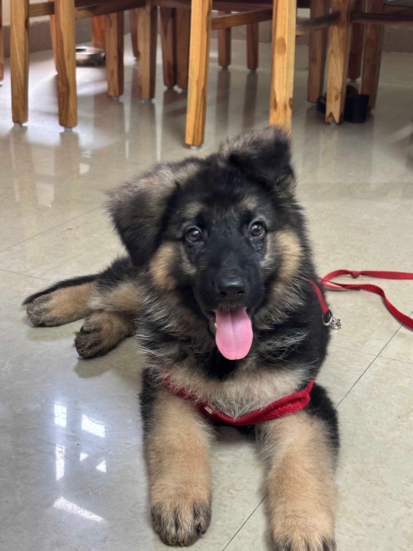 German Shepherd For Sale In Dehradun