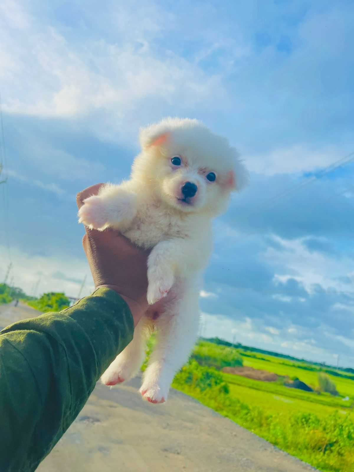 Pomeranian For Sale In Bhubaneswar