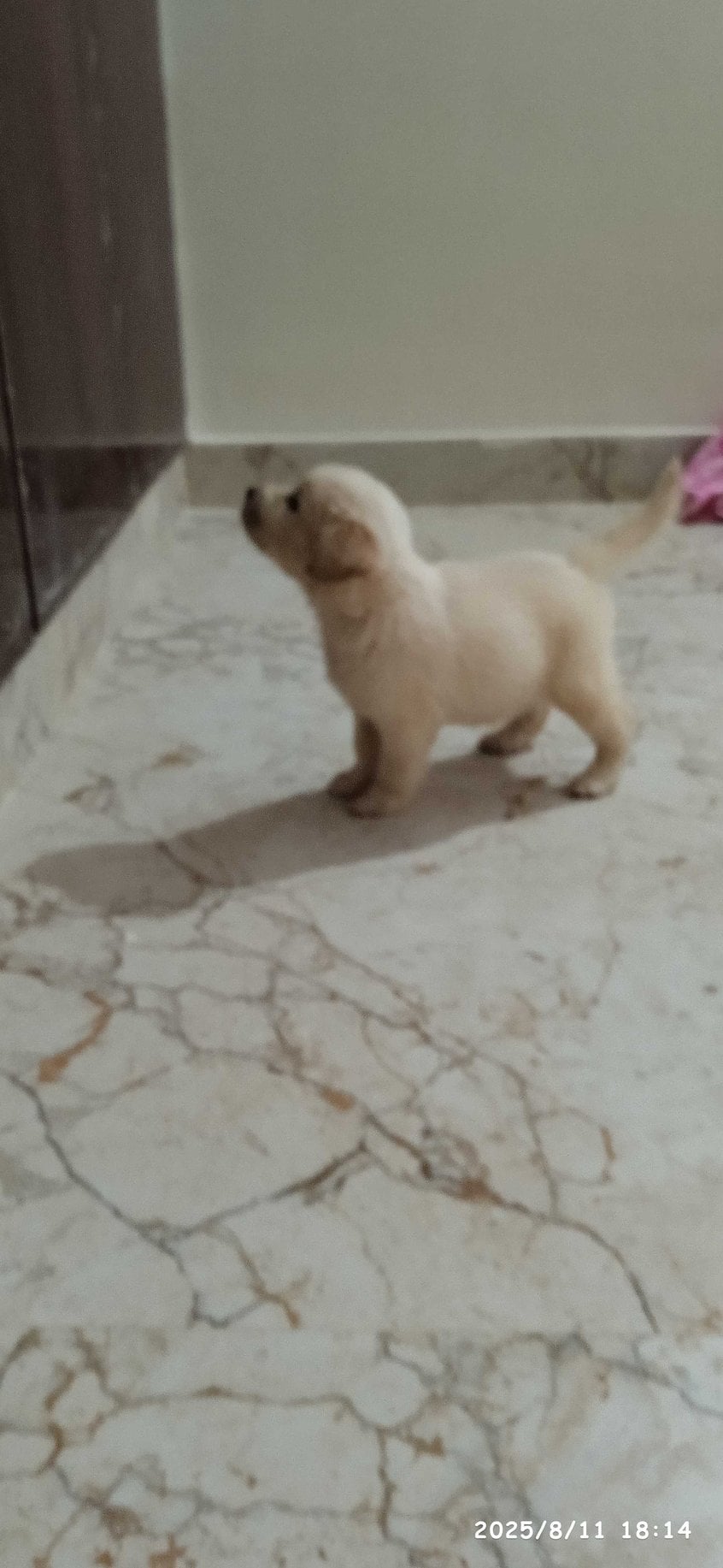Golden Retriever For Sale In Bangalore