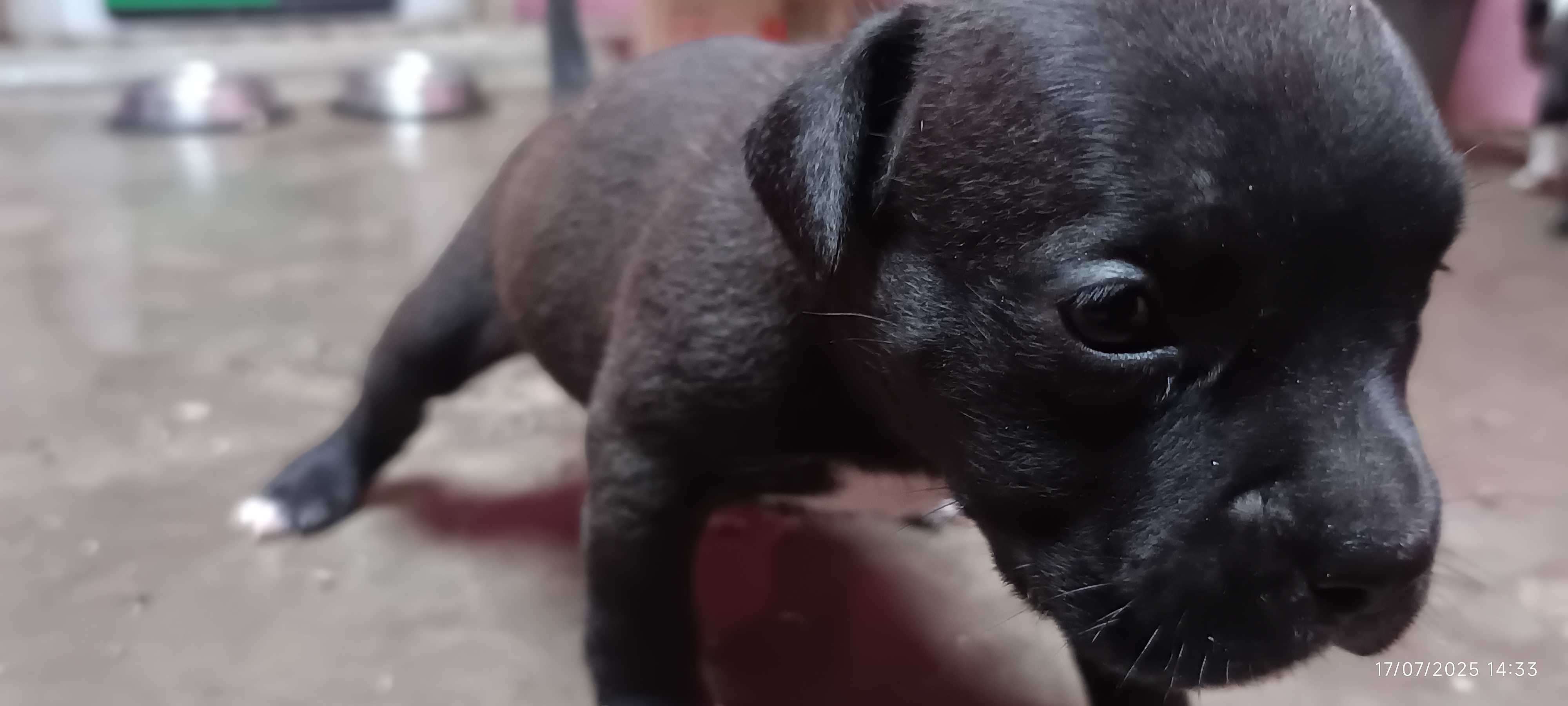 American Bully For Sale In Kanpur