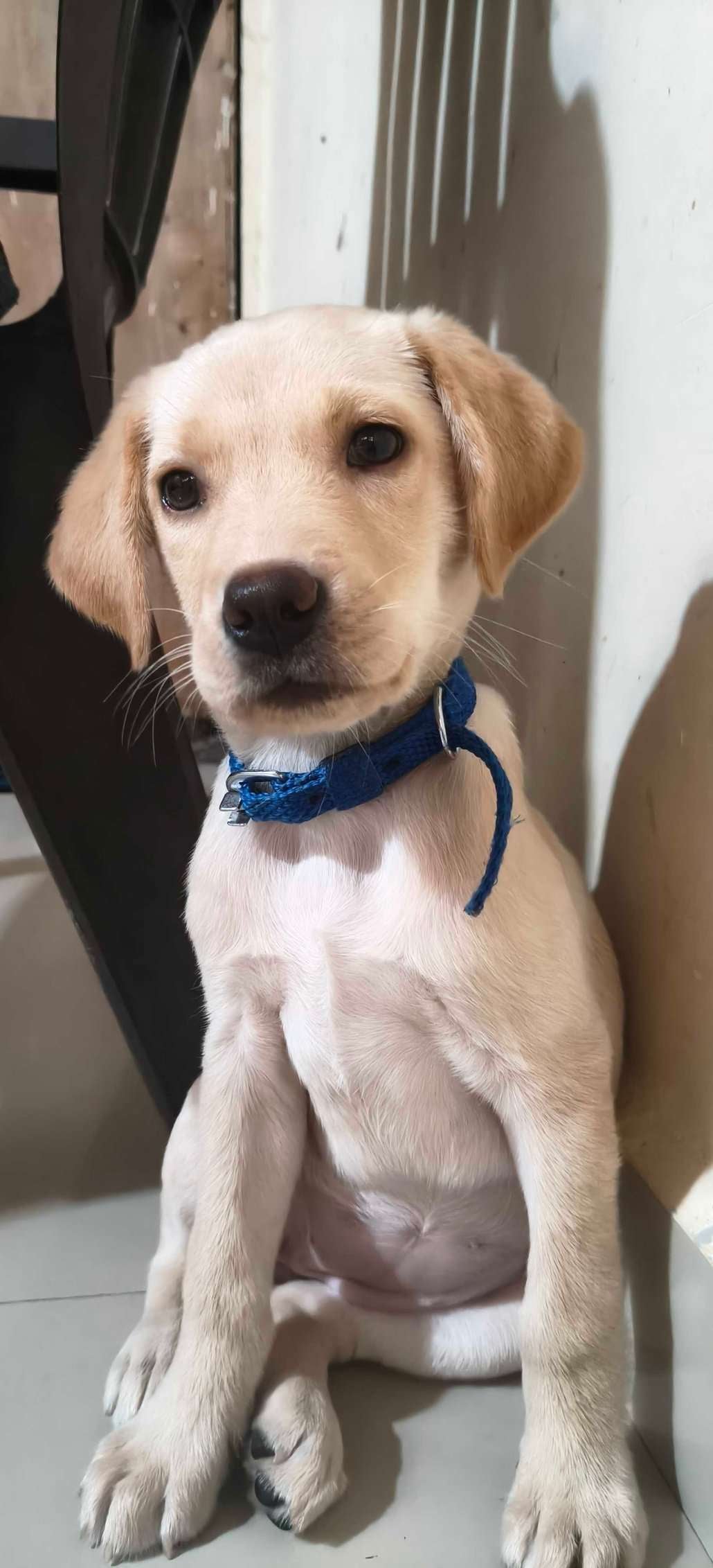 Labrador Retriever For Sale In Thane