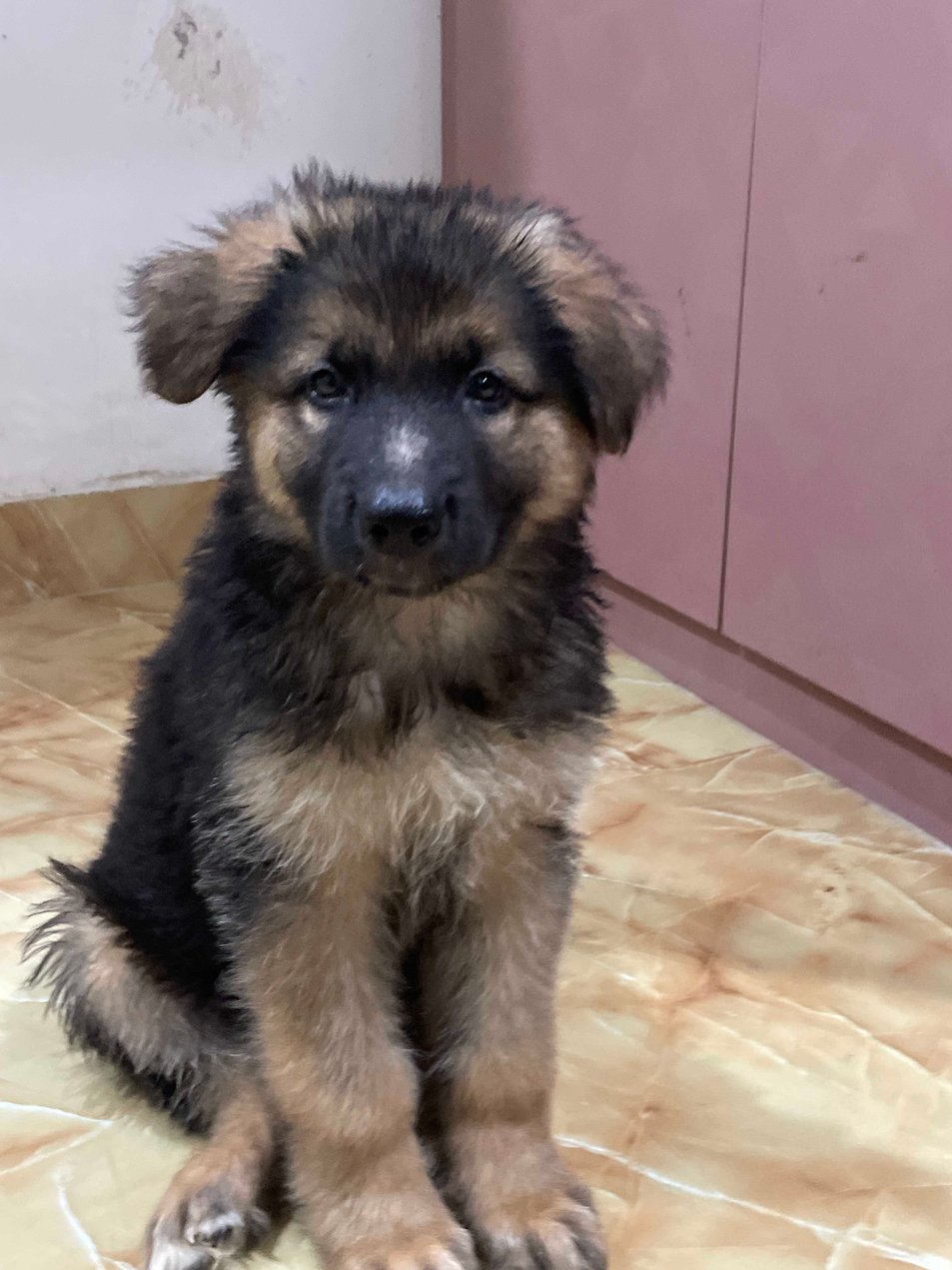 German Shepherd For Sale In Patna