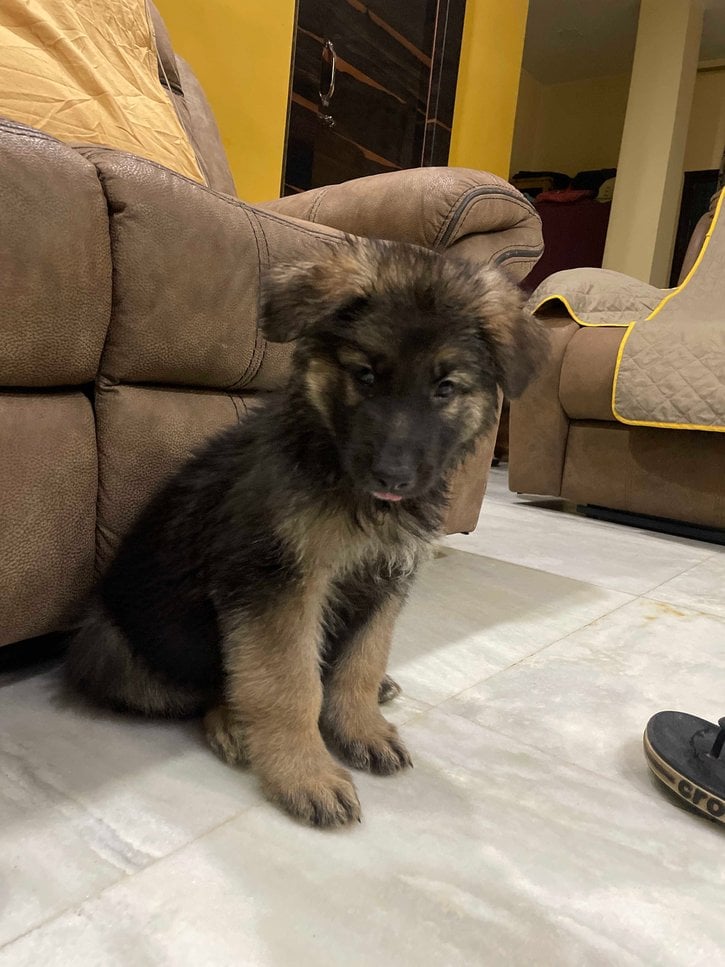 German Shepherd For Sale In Patna