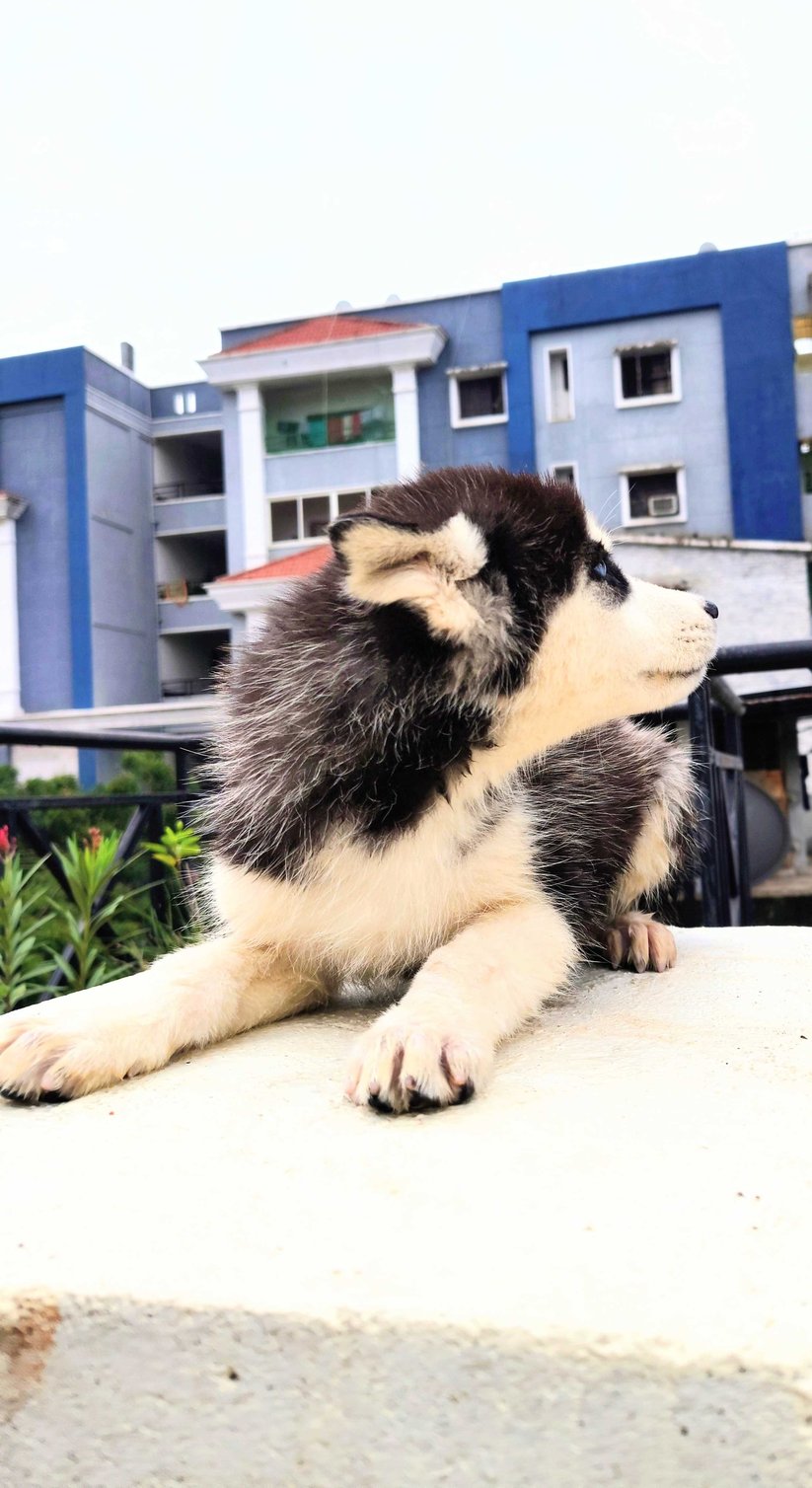 Siberian Husky For Sale In Hyderabad
