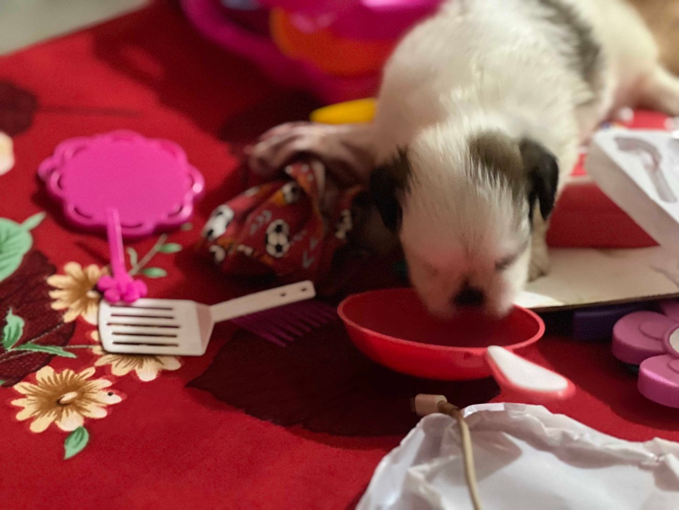 Shih Tzu For Sale In Patna
