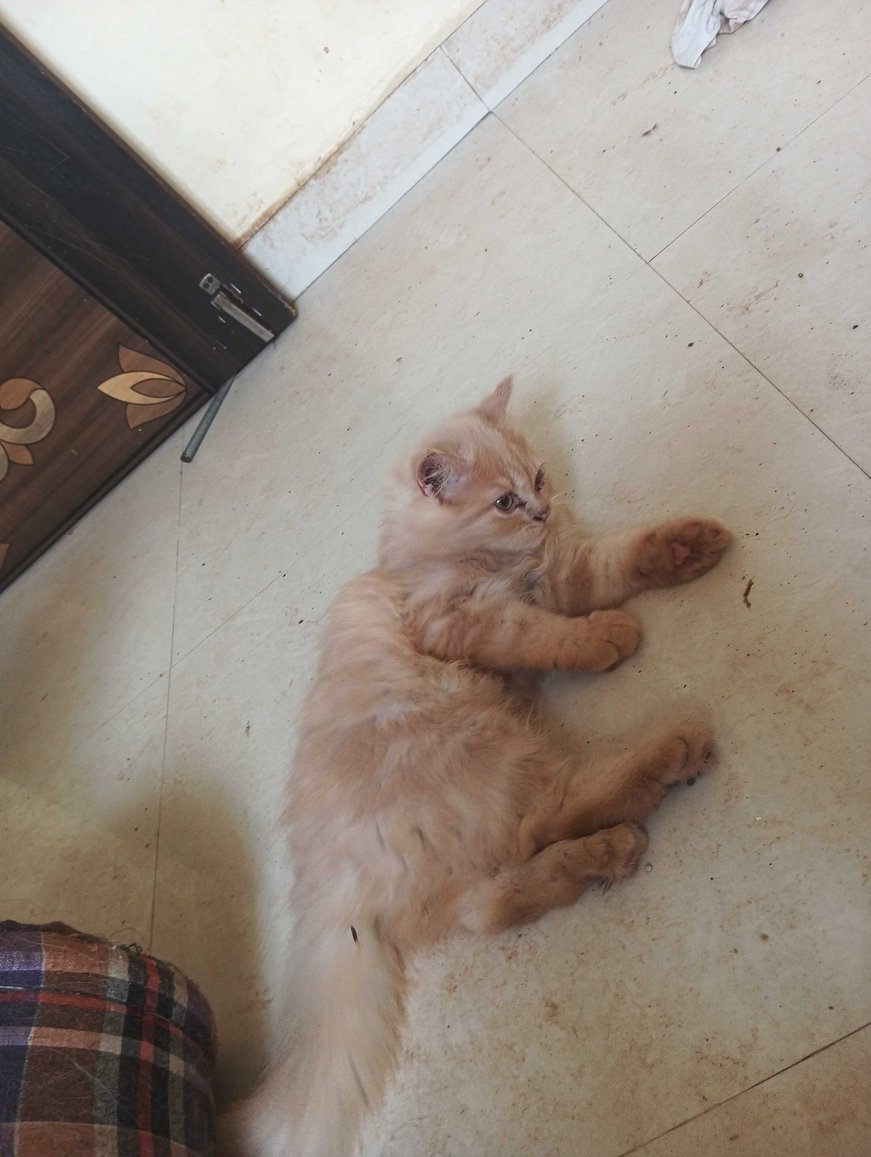 Persian For Sale In Pune