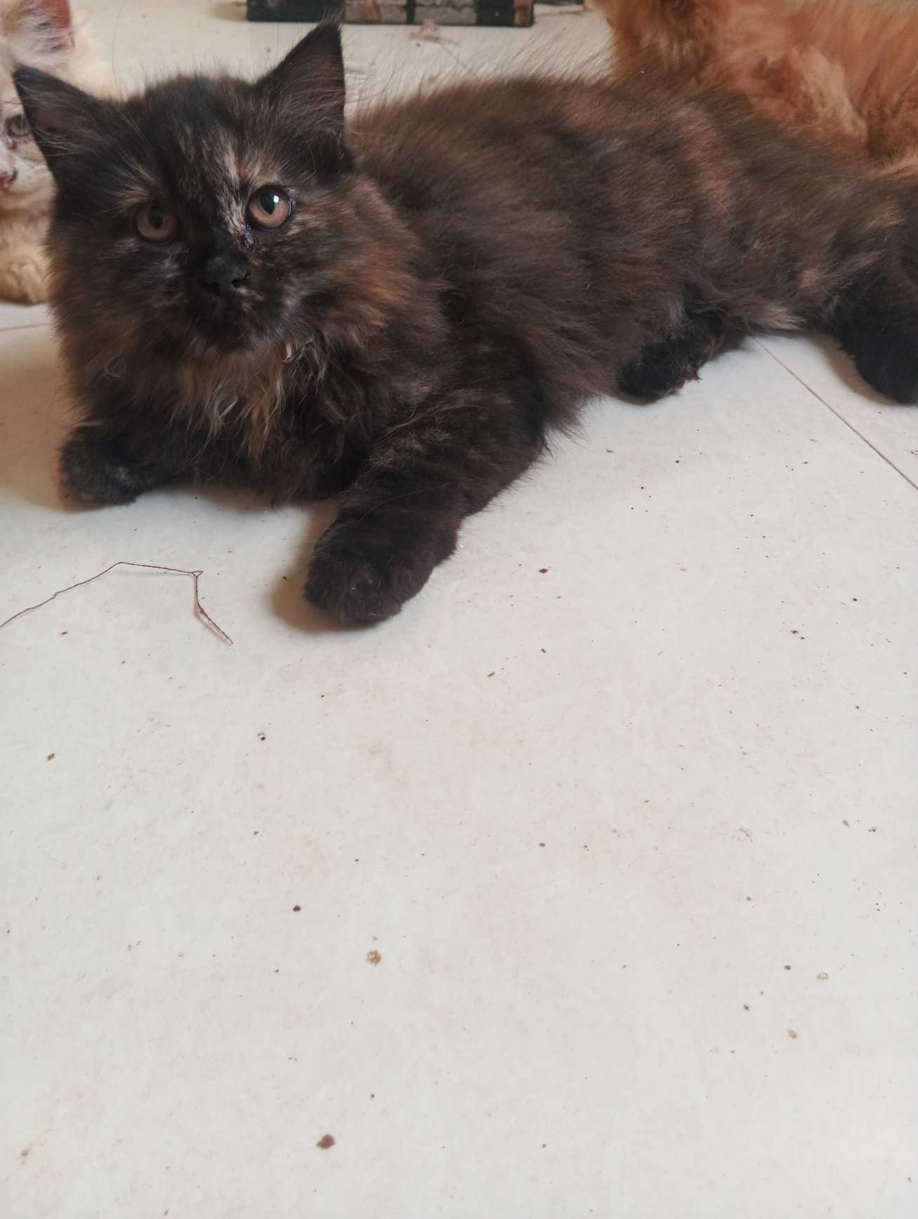 Persian For Sale In Pune