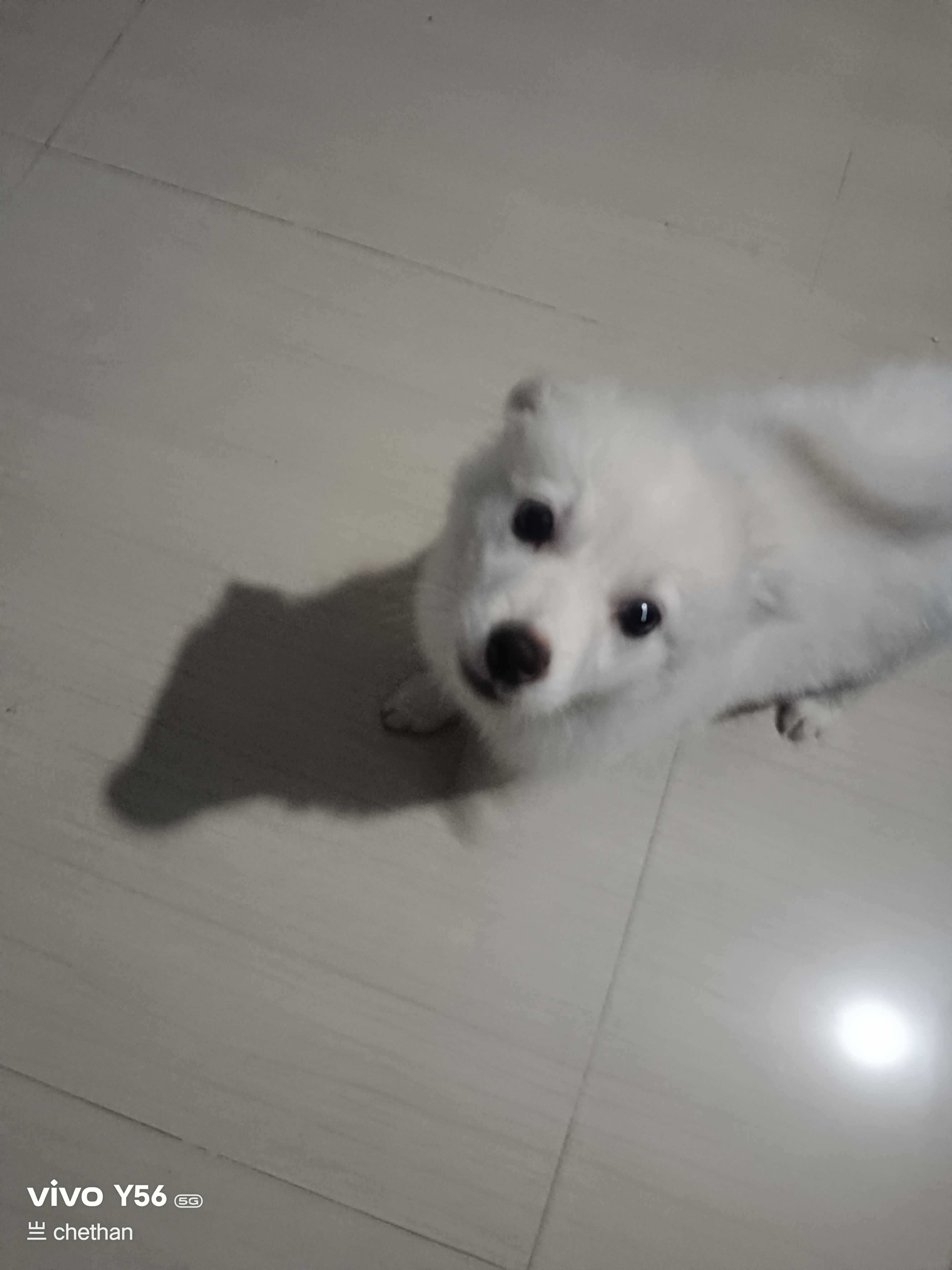 Indian Spitz For Sale In Bangalore