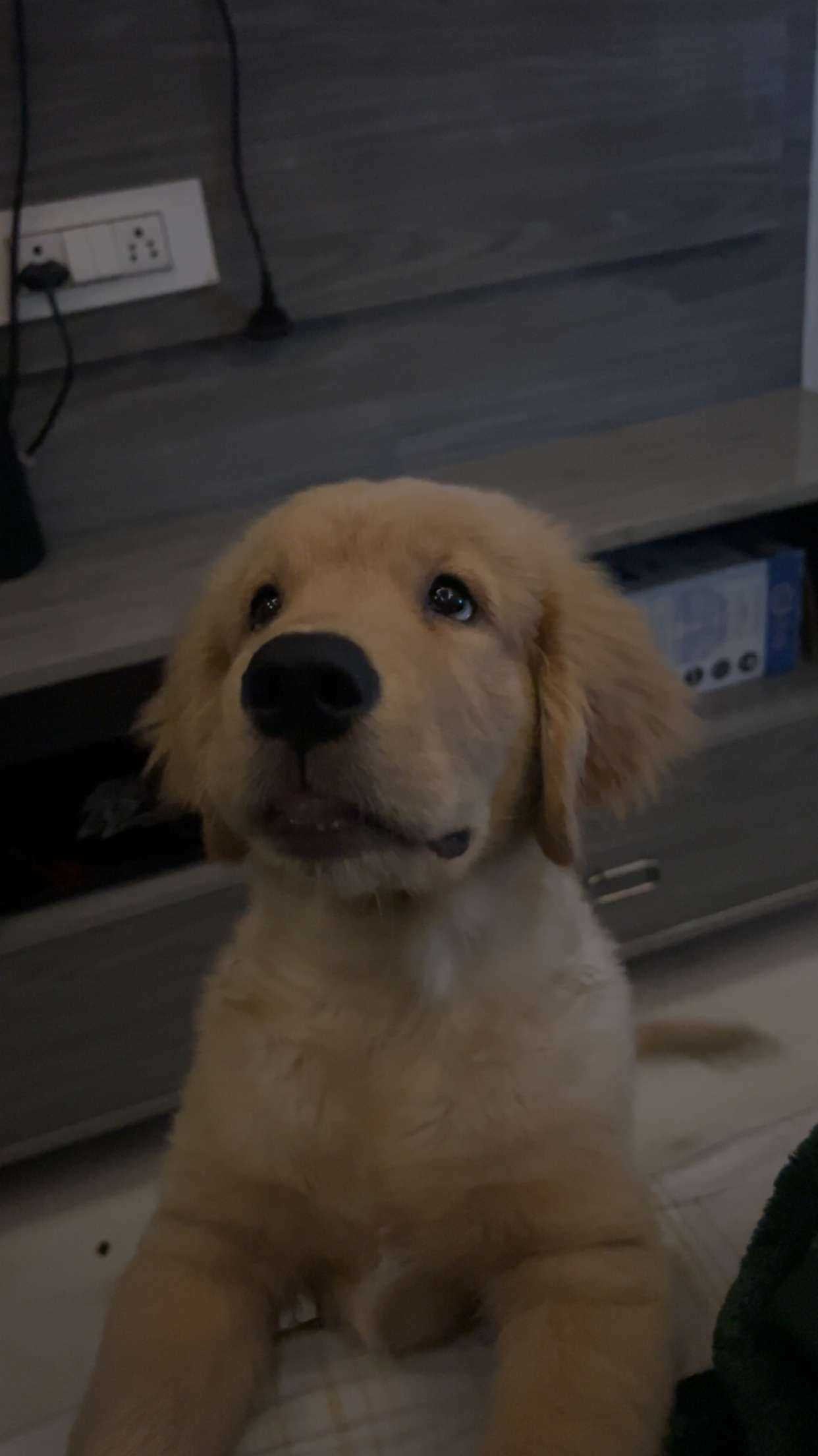 Golden Retriever For Sale In Delhi