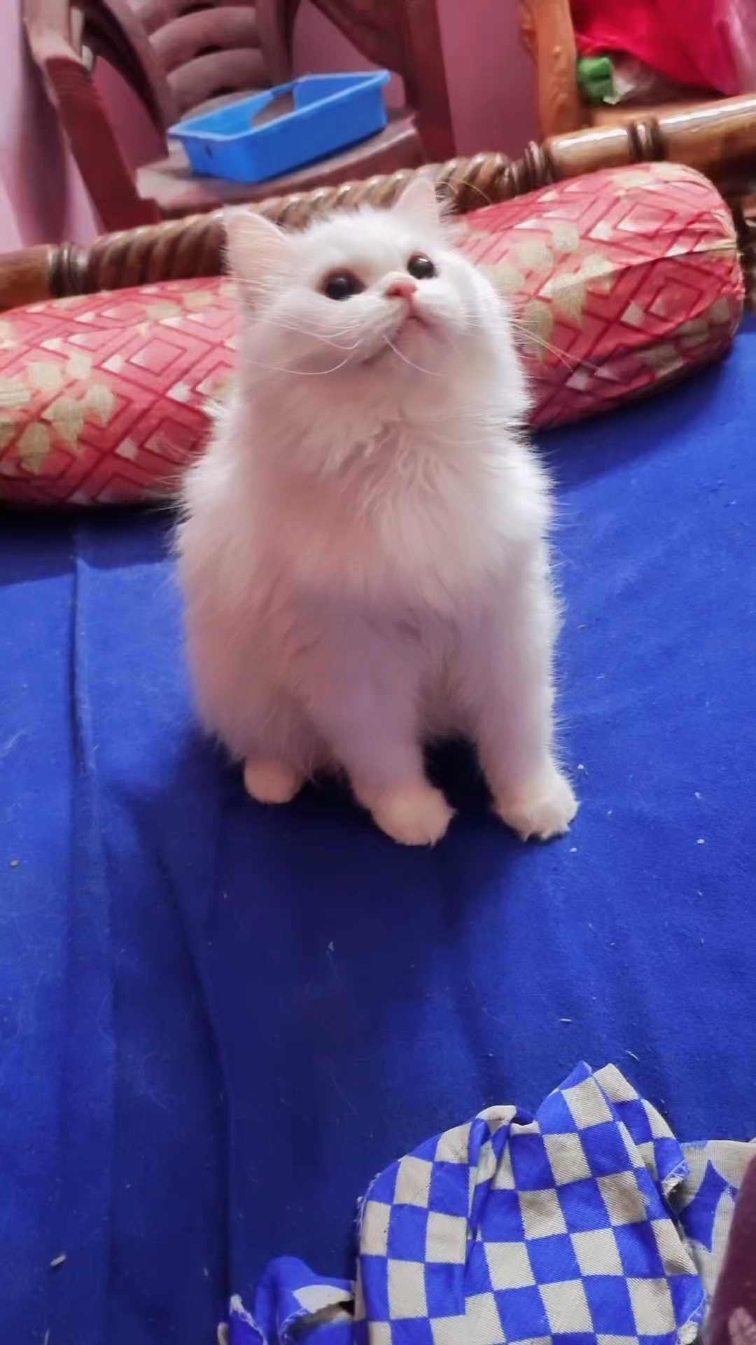 Persian For Sale In Kadapa