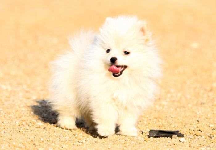 Getting a Toy Pom