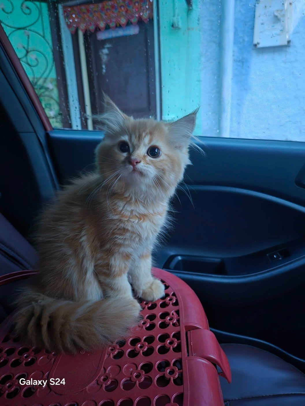 Persian For Sale In Gwalior