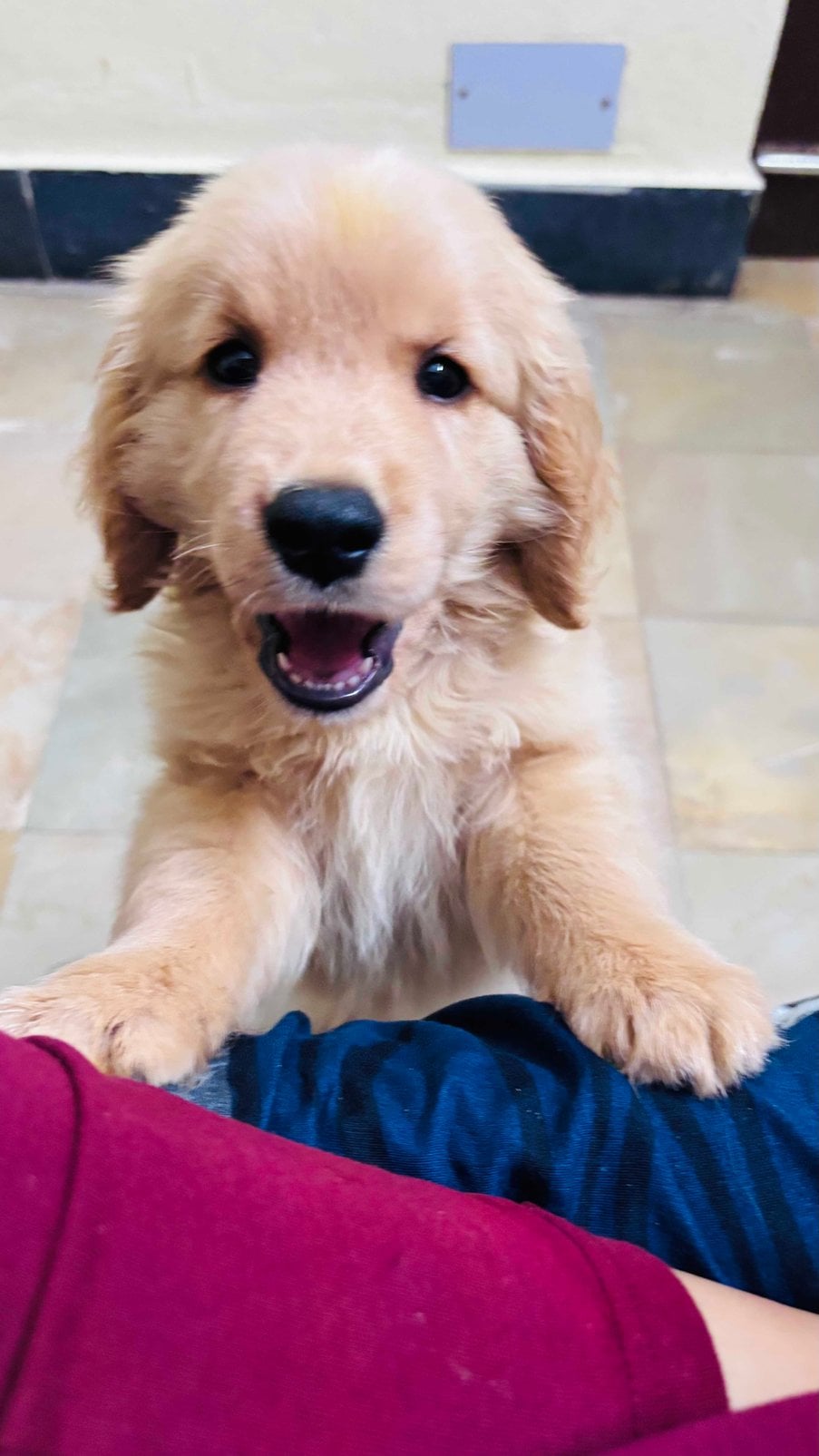 Golden Retriever For Sale In Hyderabad