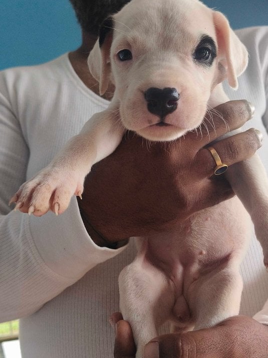 Dogo Argentino For Sale In Mysore
